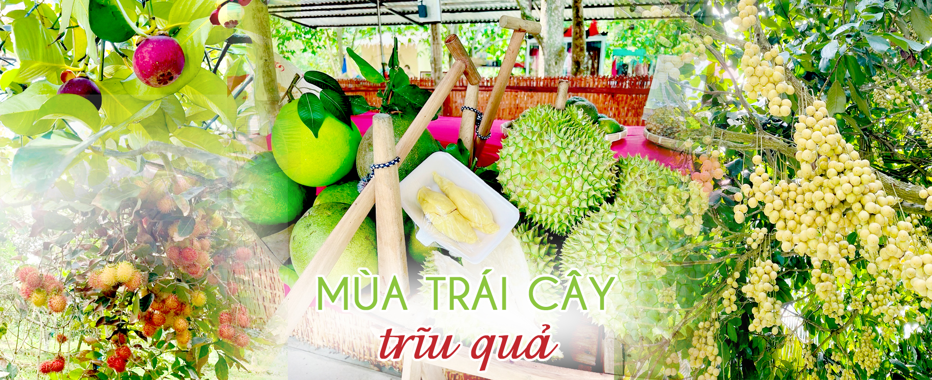 Mùa trái cây trĩu quả