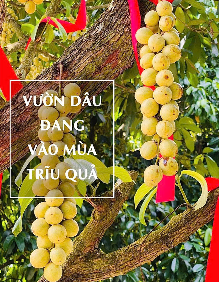 dau-ha-chau-vao-mua