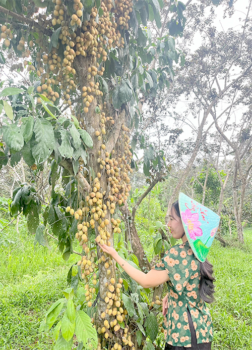 vuon-dau-ha-chau