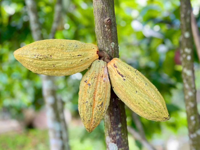 Nhiều công dụng tuyệt vời của trái cacao tươi